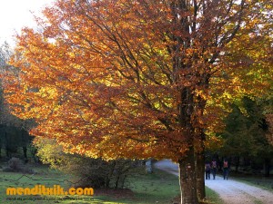 Curso de Cartografía y Orientación | Orientazio eta kartografia ikastaroa  