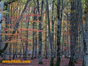 Curso de Cartografía y Orientación | Orientazio eta kartografia ikastaroa  